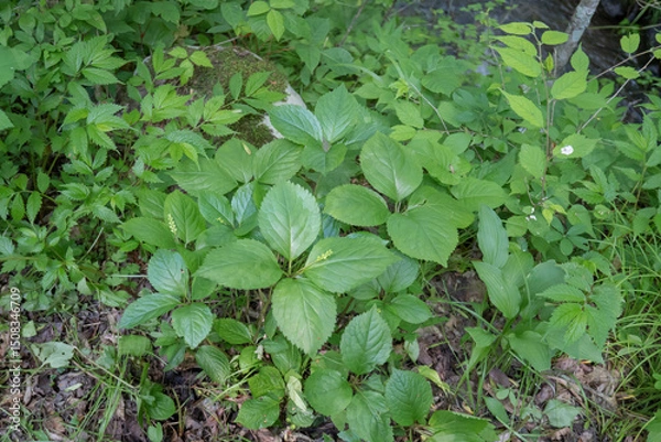 Obraz 日本：ヒトリシズカ（Chloranthus quadrifolius）／結実した株全体【山野草】長野県・6月