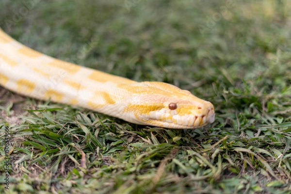 Fototapeta A stunning yellow Burmese python is sprawled across a vibrant green lawn, its sleek, golden scales gleaming under the sunlight. The intricate patterns on its body showcase the natural beauty