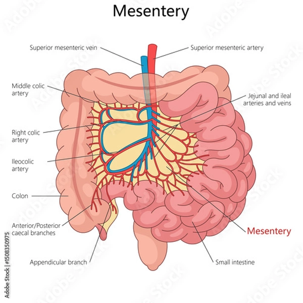 Fototapeta mesentery and its connection to arteries, veins, small intestine, and colon in the human body diagram hand drawn schematic vector illustration. Medical science educational illustration
