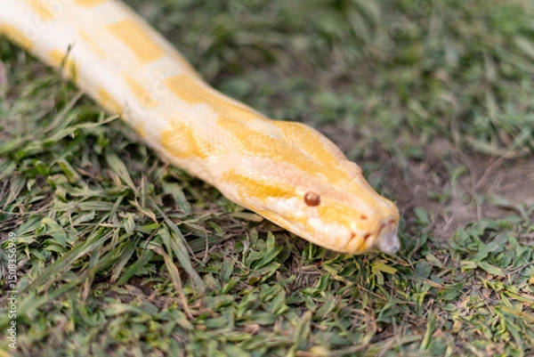 Fototapeta A stunning yellow Burmese python is sprawled across a vibrant green lawn, its sleek, golden scales gleaming under the sunlight. The intricate patterns on its body showcase the natural beauty