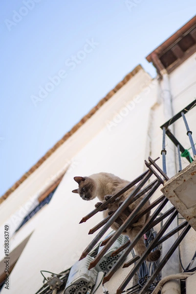 Fototapeta Curious cat balancing on balcony railing in a picturesque town