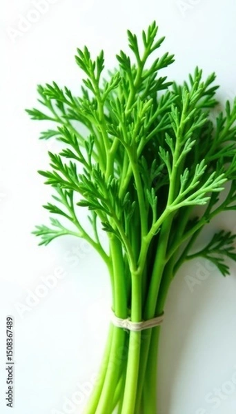 Obraz Vibrant green dill, fresh bunch, white background , texture, summer