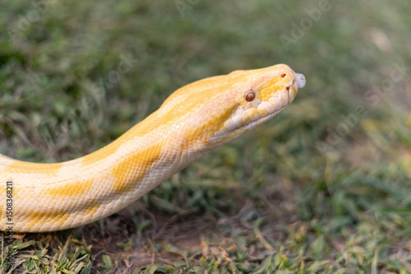 Fototapeta A stunning yellow Burmese python is sprawled across a vibrant green lawn, its sleek, golden scales gleaming under the sunlight. The intricate patterns on its body showcase the natural beauty