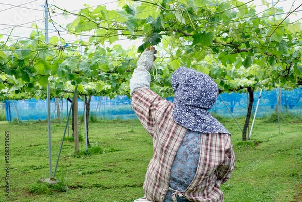 Obraz 初夏のぶどう畑で作業する農家の女性（シャインマスカット）