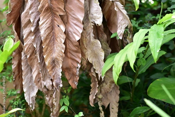 Obraz Dried fern leaves, Aspleniaceae, with dry leaves, Asplenium nidus