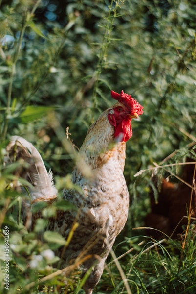 Obraz white rooster in the grass