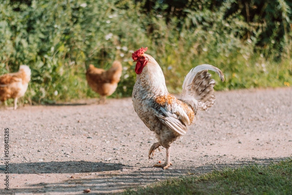 Obraz White Rooster and hens on grass