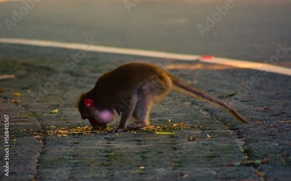 Obraz Monkey eating vomited food