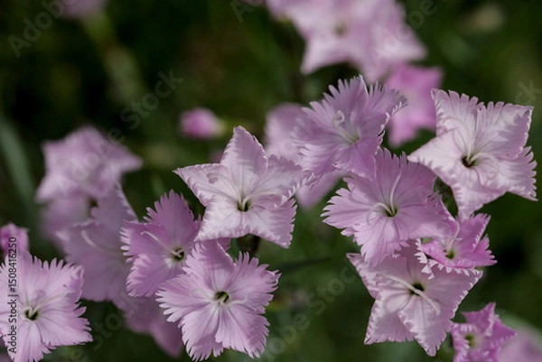 Fototapeta The closeup of the bush of pink carnations, Dianthus japonicus, in the garden in spring