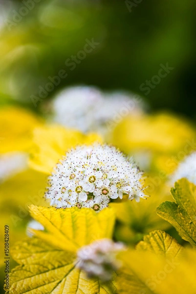 Obraz Physocarpus opulifolius, deciduous shrub with lobed leaves and small white flowers clustered in rounded corymbs, close-up view