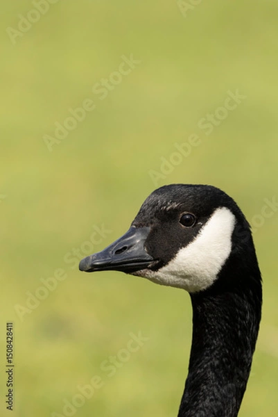 Fototapeta A closeup profile head and neck image of a Canada goose against a defocused background.