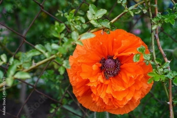 Obraz Summer banner with orange ornamental poppy pollinated by bee on climbing rose branches background on mesh metal fence in garden plot as garden landscaping concept