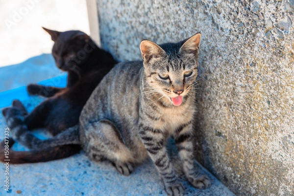 Obraz 夏バテで舌を出す猫