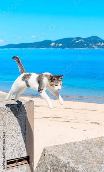 Obraz ジャンプする佐柳島の猫