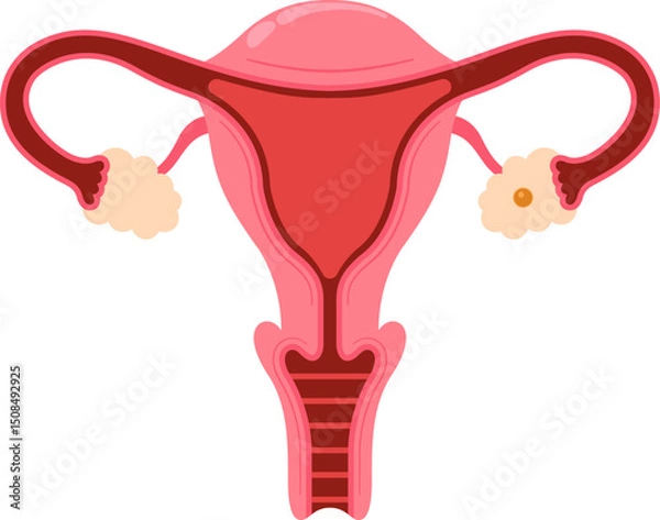 Fototapeta Vector Illustration of Female Reproductive System Including Uterus, Fallopian Tubes, and Ovaries. Flat Design for Medical and Educational Use