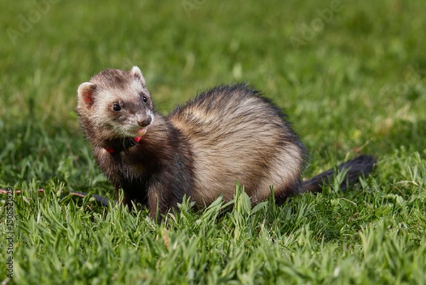Fototapeta Ferret enjoying walking and exploring spring grass in park