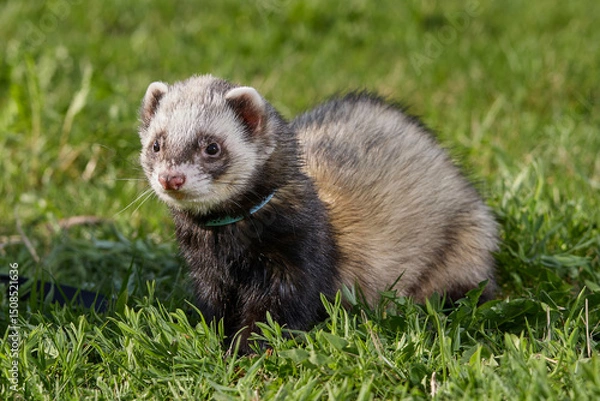 Obraz Ferret enjoying walking and exploring spring grass in park