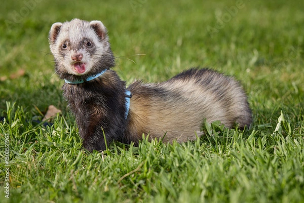 Obraz Ferret enjoying walking and exploring spring grass in park
