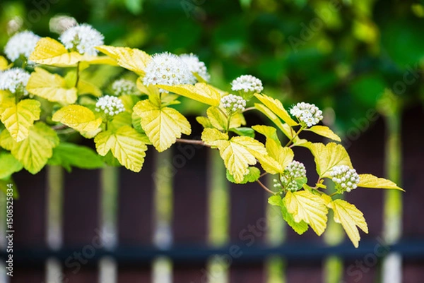 Obraz Physocarpus opulifolius, deciduous shrub with lobed leaves and small white flowers clustered in rounded corymbs in spring garden with fence in blurred background