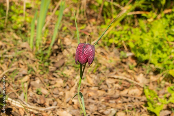 Obraz fleur du mimizan