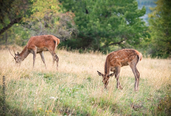 Obraz Red deer in the wild