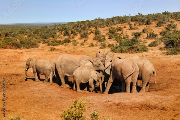 Fototapeta group of elephants near a water hole in Addo national park