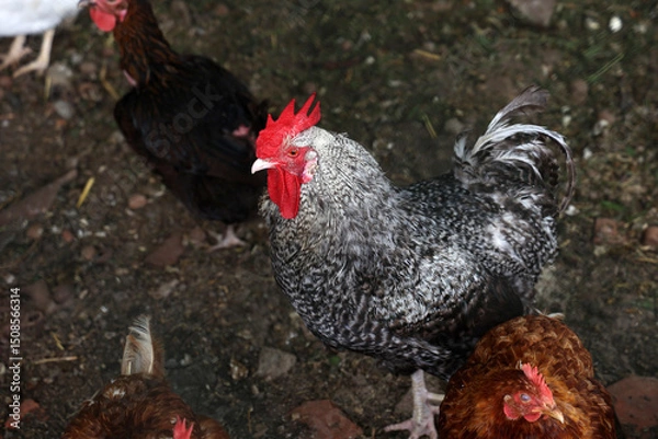 Fototapeta Rooster with hens in a farmyard