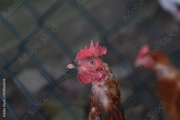 Fototapeta Rooster with hens in a farmyard