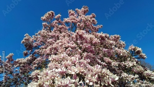 Obraz Blühende Mangnolien