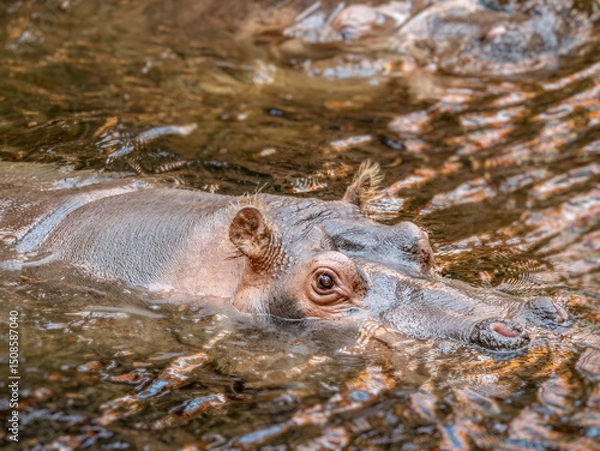 Obraz Hippo Resting in Water with Brown Reflective Surface in Natural Habitat
