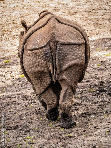 Obraz Close-Up View of a Rhinoceros Walking away from camera in a Natural Habitat