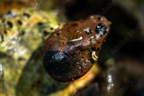 Fototapeta Intertidal Encrustation on Marine Shell: Polychaetes, Barnacles, and Snail