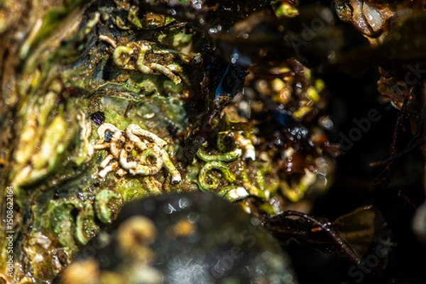 Fototapeta Intertidal Encrustation on Marine Shell: Polychaetes, Barnacles, and Snail