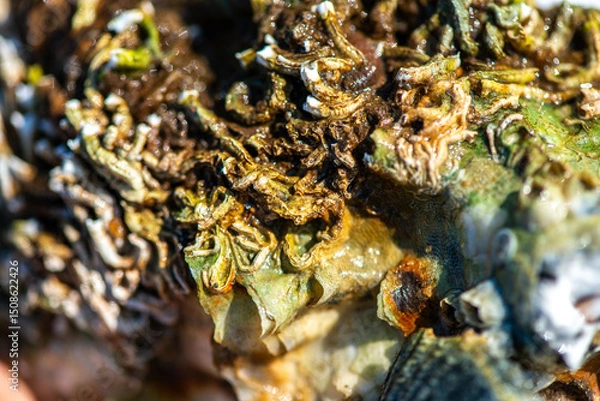 Fototapeta Intertidal Encrustation on Marine Shell: Polychaetes, Barnacles, and Snail