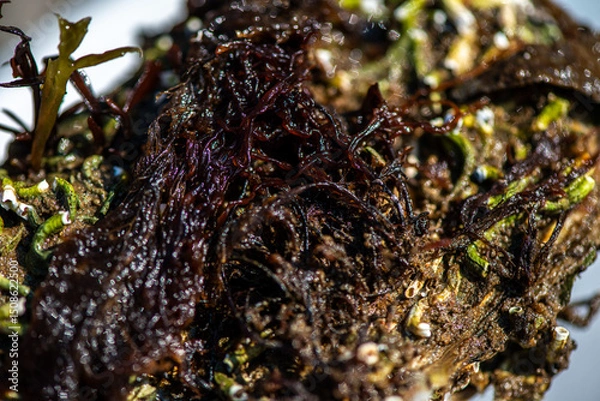 Fototapeta Intertidal Encrustation on Marine Shell: Polychaetes, Barnacles, and Snail