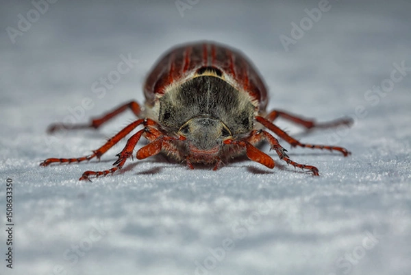 Fototapeta Amazing view of cockchafer beetle.