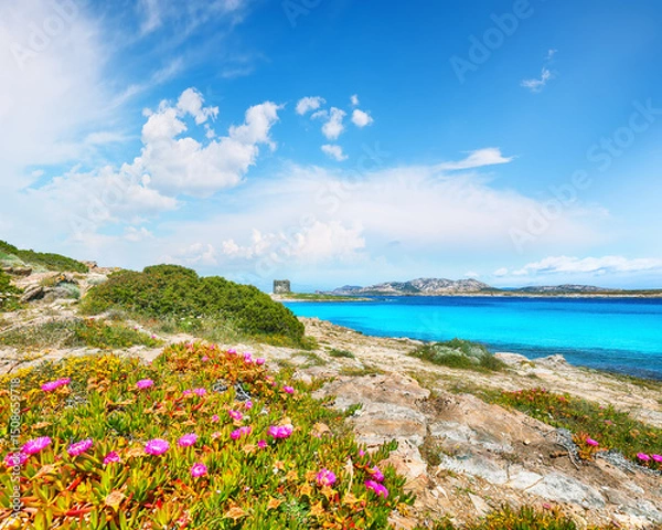 Fototapeta Unbelivable blooming flowers on Famous La Pelosa beach with Torre della Pelosa.