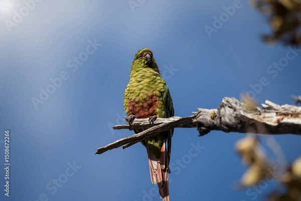 Fototapeta Choroy parakeet perched on a bare branch against a clear blue sky