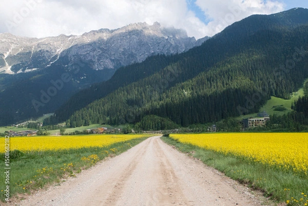 Fototapeta A dirt road runs through bright yellow flower fields toward forested mountains with rocky peaks under a partly cloudy sky.