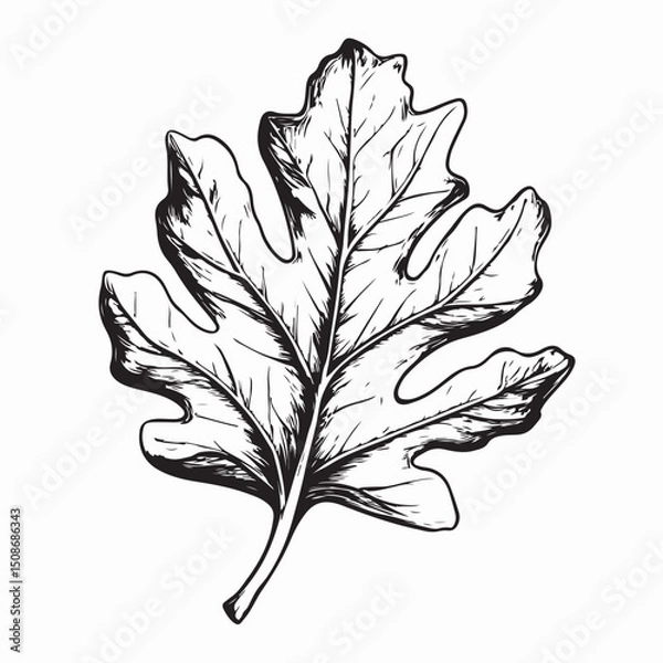Fototapeta Stylized Oak Leaf Image Vector Isolated on a White Background 