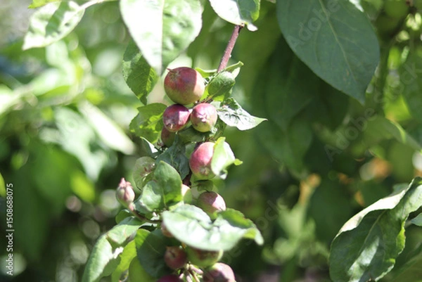 Obraz apple on tree
