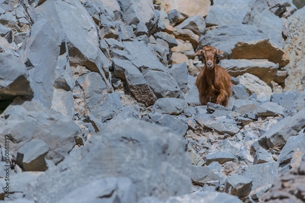 Obraz Wild Mountain Goat