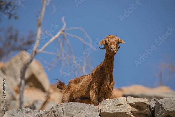 Obraz Wild Mountaineer