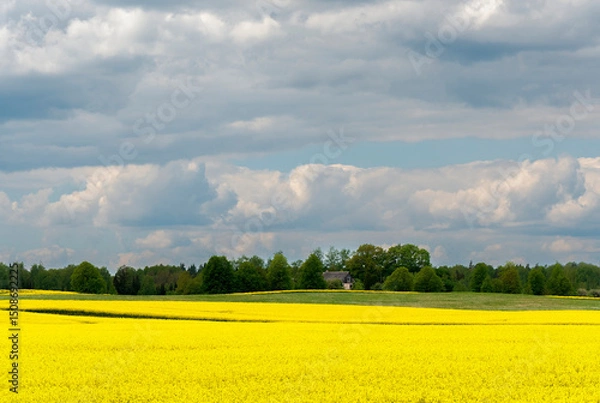 Fototapeta A field of yellow flowers against a cloudy sky
