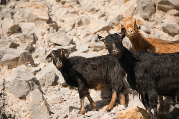 Obraz Montain Goats
