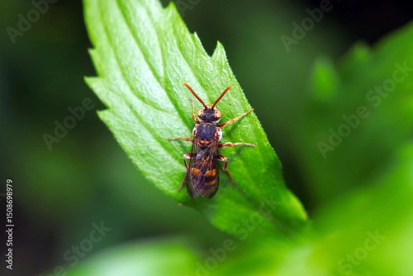 Obraz 目元がとても美しいダイミョウキマダラハナバチ（自然環境下ストロボマクロ撮影）