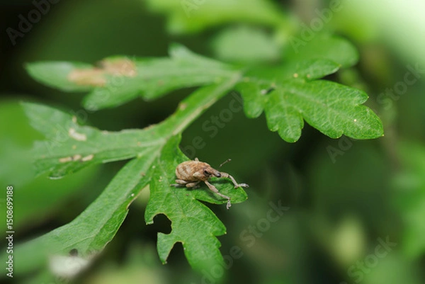 Obraz ヨモギの葉の上でハスジカツオゾウムシ成虫が犬座りする（自然環境下ストロボマクロ撮影）