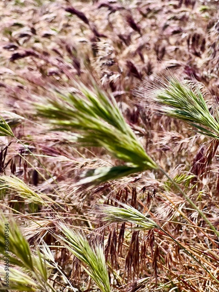 Fototapeta A closeup image on cheat grass or wild grass in an open field