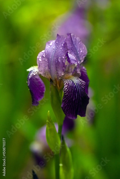 Obraz Close-up of a Vibrant Purple Iris with Raindrops. Delicate petals of a bearded iris adorned with glistening water droplets against a soft, blurred green background.