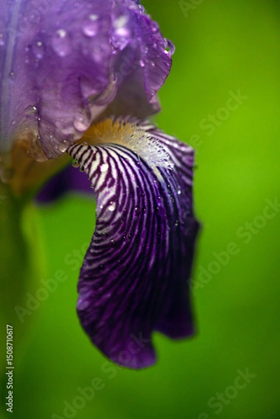 Obraz Close-up of a Vibrant Purple Iris with Raindrops. Delicate petals of a bearded iris adorned with glistening water droplets against a soft, blurred green background.